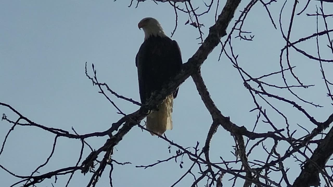 Eagle in Calgary