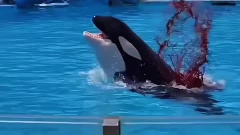 Jessica dolphin accident 😭😭 #trending #jessica #dolphin #jessicadeath #shorts #youtubeshorts #orca