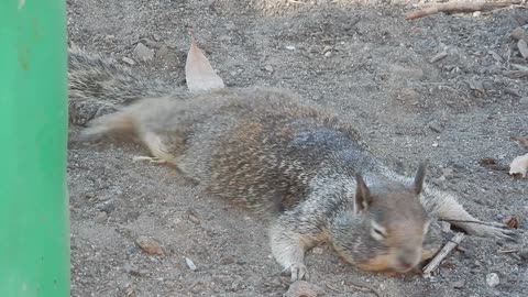 A Lazy Ground Squirrel