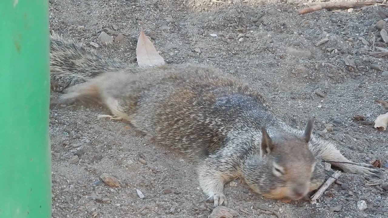 A Lazy Ground Squirrel