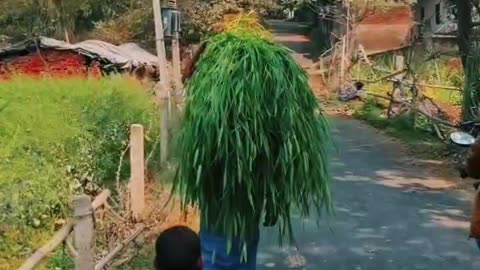 #Asali Sukun To Gaon Mein Hi Hai 👌👌🫡🫡