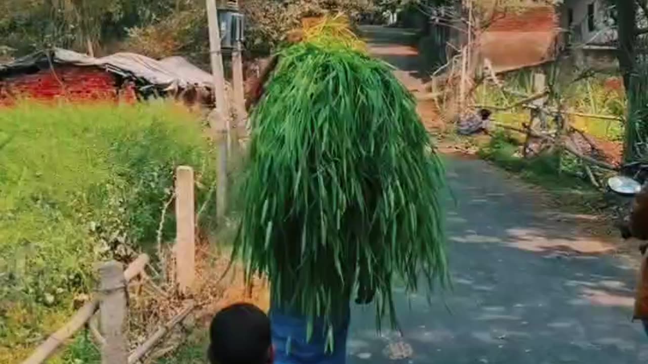 #Asali Sukun To Gaon Mein Hi Hai 👌👌🫡🫡