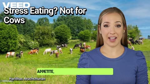 Why Stress Makes Cows Eat Less