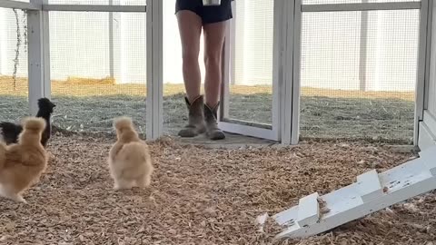 Morning Routine On My Mini Farm! @openfarmpet #openfarmpartner
