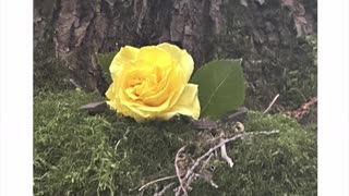Fairy Exits a Rose | A Glimpse Into the Unseen Realms