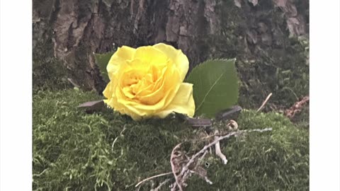 Fairy Exits a Rose | A Glimpse Into the Unseen Realms