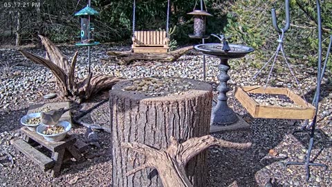 LIVE 24/7 Indiana Birds, Squirrels and Wildlife Feeder Cam