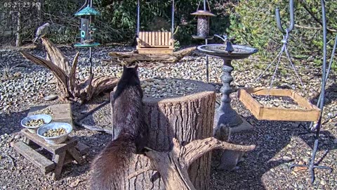 LIVE 24/7 Indiana Birds, Squirrels and Wildlife Feeder Cam