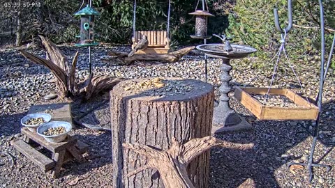 LIVE 24/7 Indiana Birds, Squirrels and Wildlife Feeder Cam