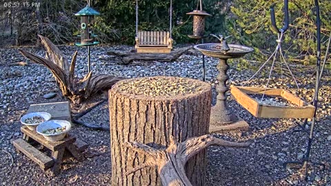 LIVE 24/7 Indiana Birds, Squirrels and Wildlife Feeder Cam