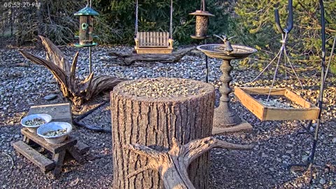 LIVE 24/7 Indiana Birds, Squirrels and Wildlife Feeder Cam