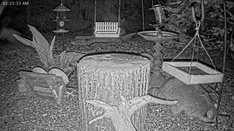 LIVE 24/7 Indiana Birds, Squirrels and Wildlife Feeder Cam