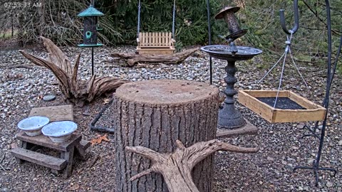 LIVE 24/7 Indiana Birds, Squirrels and Wildlife Feeder Cam