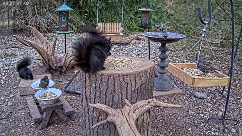 LIVE 24/7 Indiana Birds, Squirrels and Wildlife Feeder Cam