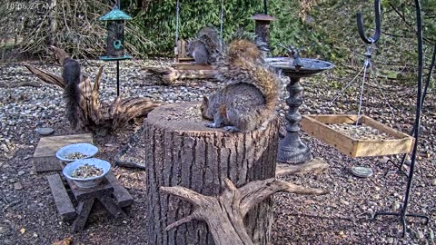 LIVE 24/7 Indiana Birds, Squirrels and Wildlife Feeder Cam