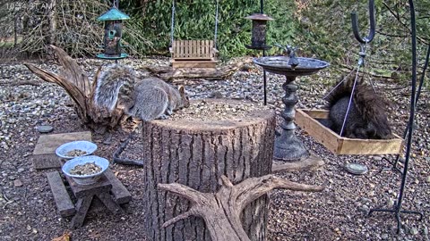 LIVE 24/7 Indiana Birds, Squirrels and Wildlife Feeder Cam