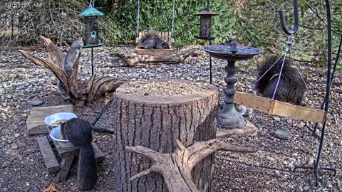 LIVE 24/7 Indiana Birds, Squirrels and Wildlife Feeder Cam