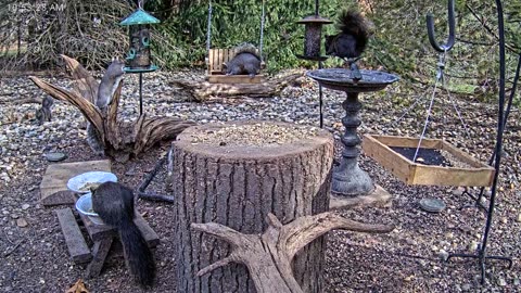 LIVE 24/7 Indiana Birds, Squirrels and Wildlife Feeder Cam