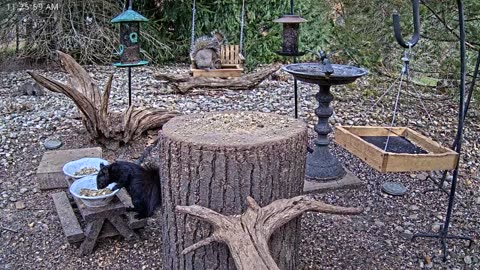 LIVE 24/7 Indiana Birds, Squirrels and Wildlife Feeder Cam