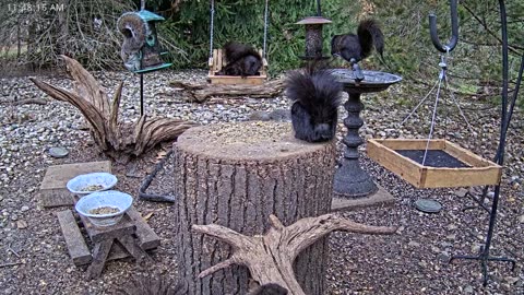 LIVE 24/7 Indiana Birds, Squirrels and Wildlife Feeder Cam