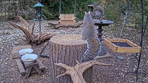 LIVE 24/7 Indiana Birds, Squirrels and Wildlife Feeder Cam