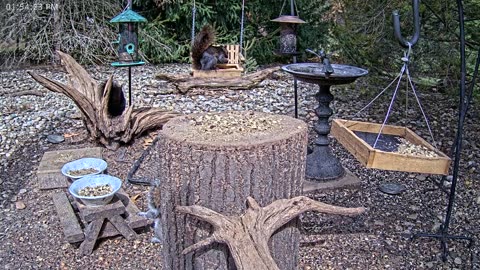 LIVE 24/7 Indiana Birds, Squirrels and Wildlife Feeder Cam