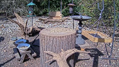 LIVE 24/7 Indiana Birds, Squirrels and Wildlife Feeder Cam