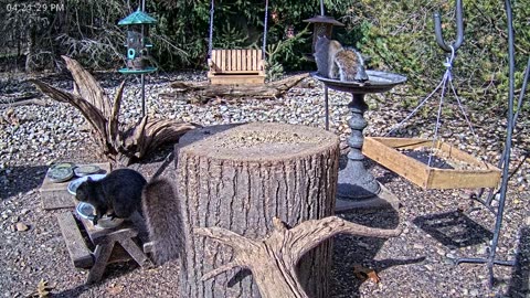 LIVE 24/7 Indiana Birds, Squirrels and Wildlife Feeder Cam