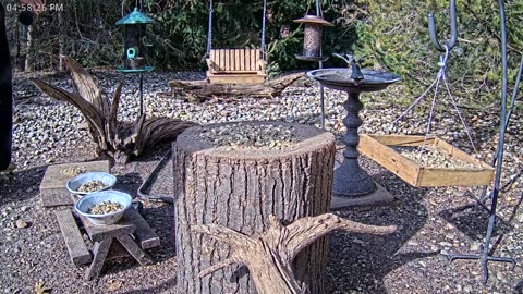 LIVE 24/7 Indiana Birds, Squirrels and Wildlife Feeder Cam