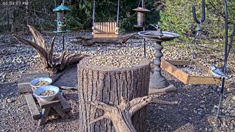 LIVE 24/7 Indiana Birds, Squirrels and Wildlife Feeder Cam