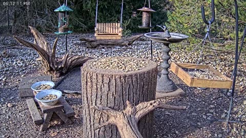 LIVE 24/7 Indiana Birds, Squirrels and Wildlife Feeder Cam