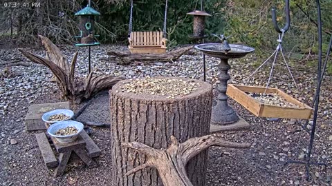 LIVE 24/7 Indiana Birds, Squirrels and Wildlife Feeder Cam