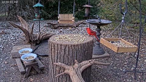 LIVE 24/7 Indiana Birds, Squirrels and Wildlife Feeder Cam