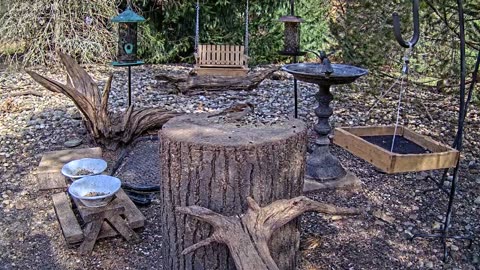 LIVE 24/7 Indiana Birds, Squirrels and Wildlife Feeder Cam