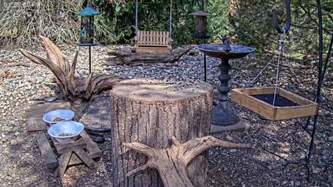 LIVE 24/7 Indiana Birds, Squirrels and Wildlife Feeder Cam