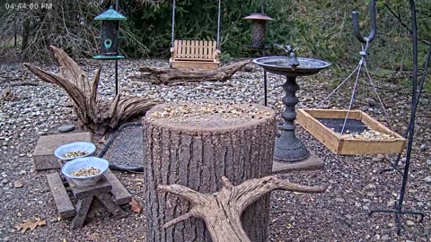 LIVE 24/7 Indiana Birds, Squirrels and Wildlife Feeder Cam