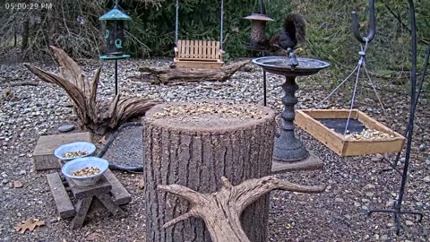 LIVE 24/7 Indiana Birds, Squirrels and Wildlife Feeder Cam