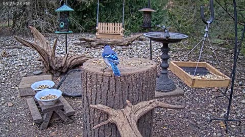 LIVE 24/7 Indiana Birds, Squirrels and Wildlife Feeder Cam