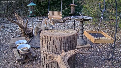 LIVE 24/7 Indiana Birds, Squirrels and Wildlife Feeder Cam