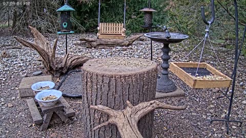 LIVE 24/7 Indiana Birds, Squirrels and Wildlife Feeder Cam