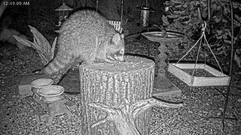 LIVE 24/7 Indiana Birds, Squirrels and Wildlife Feeder Cam