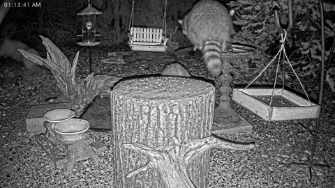 LIVE 24/7 Indiana Birds, Squirrels and Wildlife Feeder Cam