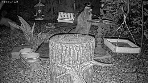 LIVE 24/7 Indiana Birds, Squirrels and Wildlife Feeder Cam