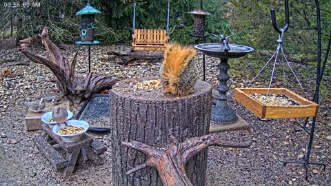 LIVE 24/7 Indiana Birds, Squirrels and Wildlife Feeder Cam