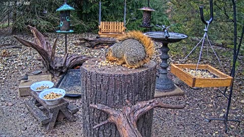 LIVE 24/7 Indiana Birds, Squirrels and Wildlife Feeder Cam