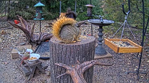 LIVE 24/7 Indiana Birds, Squirrels and Wildlife Feeder Cam