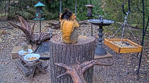 LIVE 24/7 Indiana Birds, Squirrels and Wildlife Feeder Cam