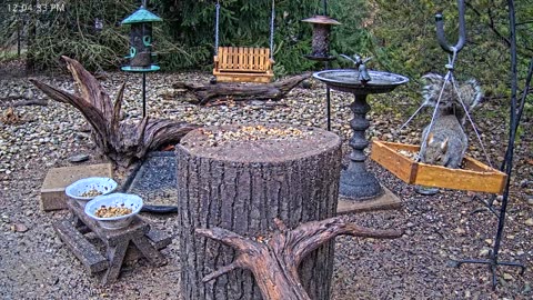 LIVE 24/7 Indiana Birds, Squirrels and Wildlife Feeder Cam