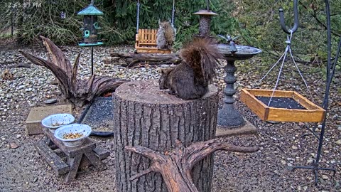 LIVE 24/7 Indiana Birds, Squirrels and Wildlife Feeder Cam