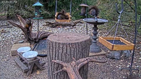 LIVE 24/7 Indiana Birds, Squirrels and Wildlife Feeder Cam